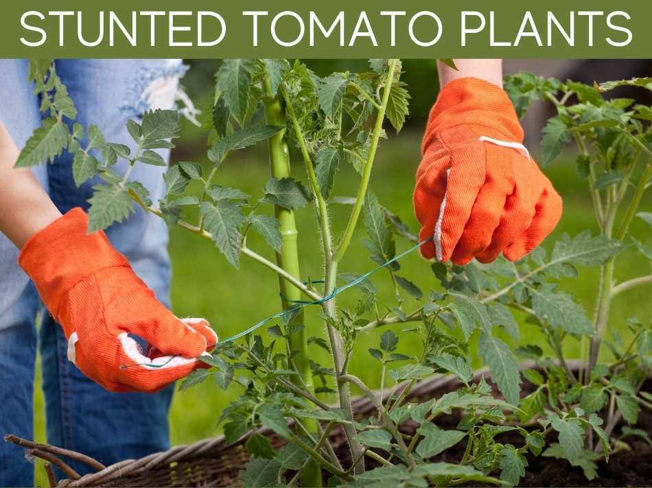 Stunted Tomato Plants