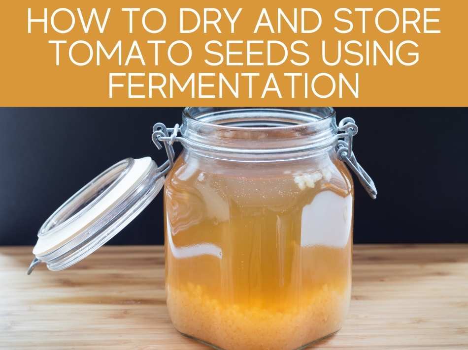 How To Dry And Store Tomato Seeds Using Fermentation