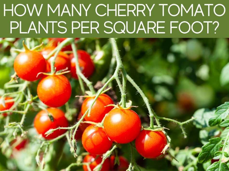 How Many Cherry Tomato Plants Per Square Foot?