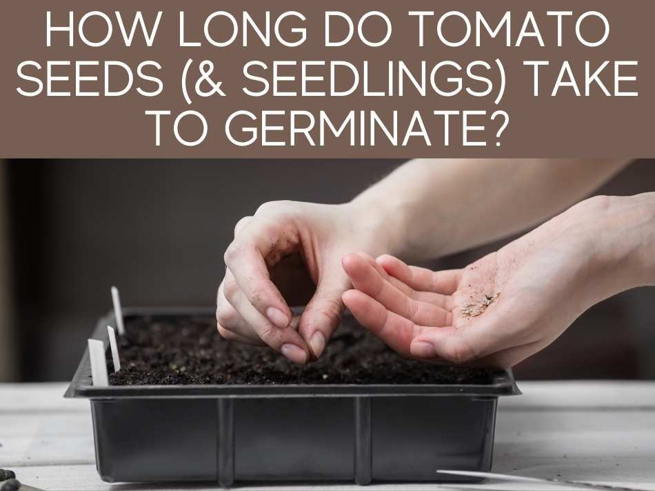 How Long Do Tomato Seeds (& Seedlings) Take To Germinate?