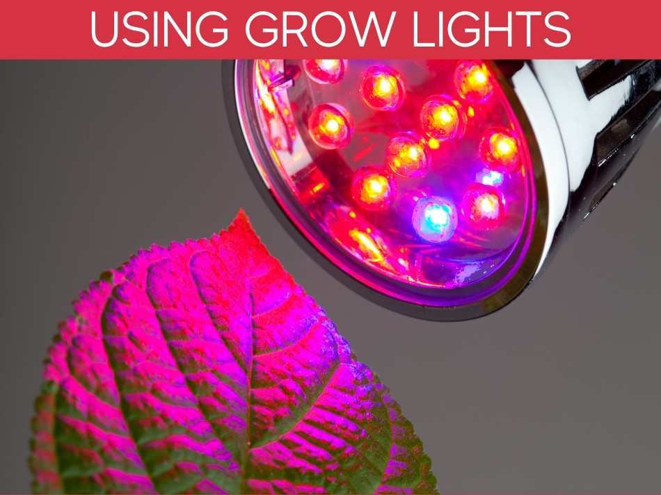 Using Grow Lights
