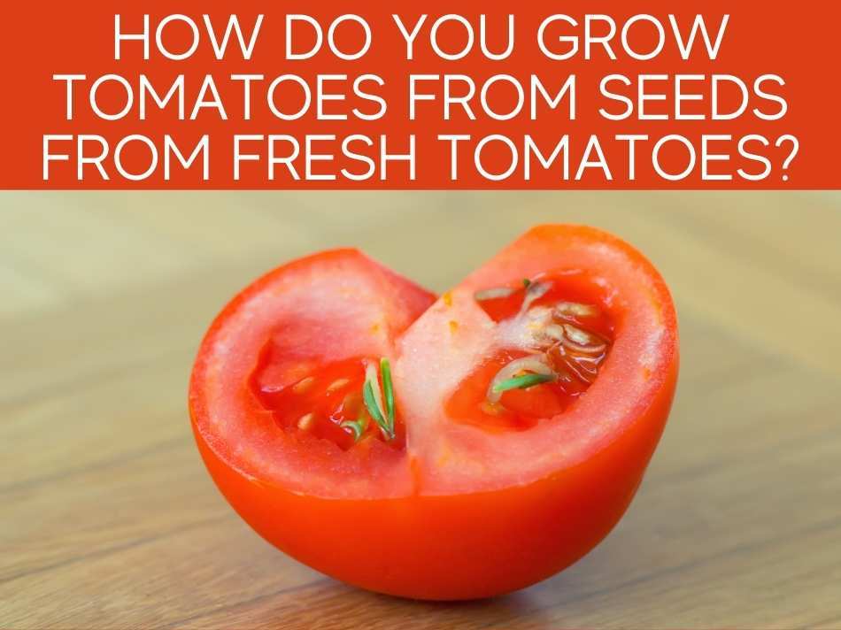 How Do You Grow Tomatoes From Seeds From Fresh Tomatoes?