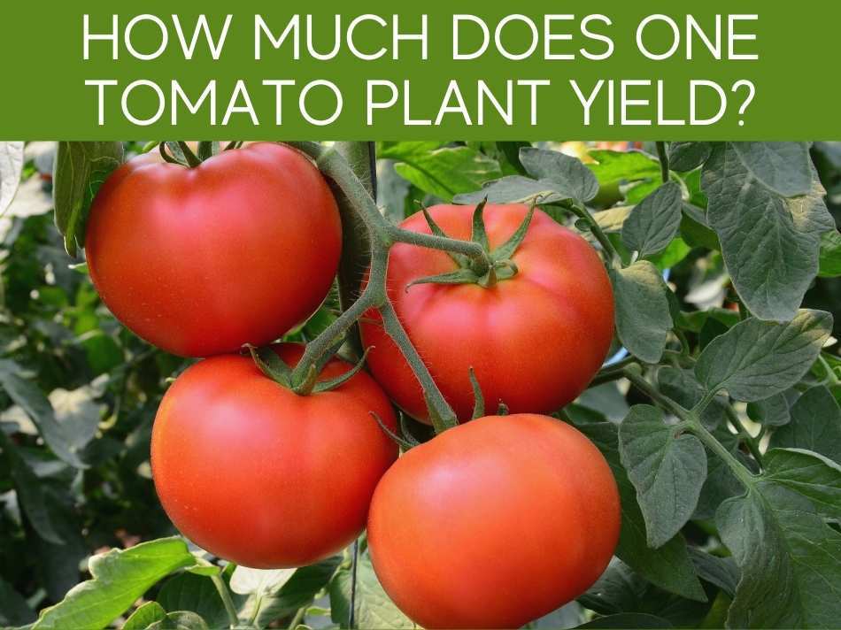 How Much Does One Tomato Plant Yield?