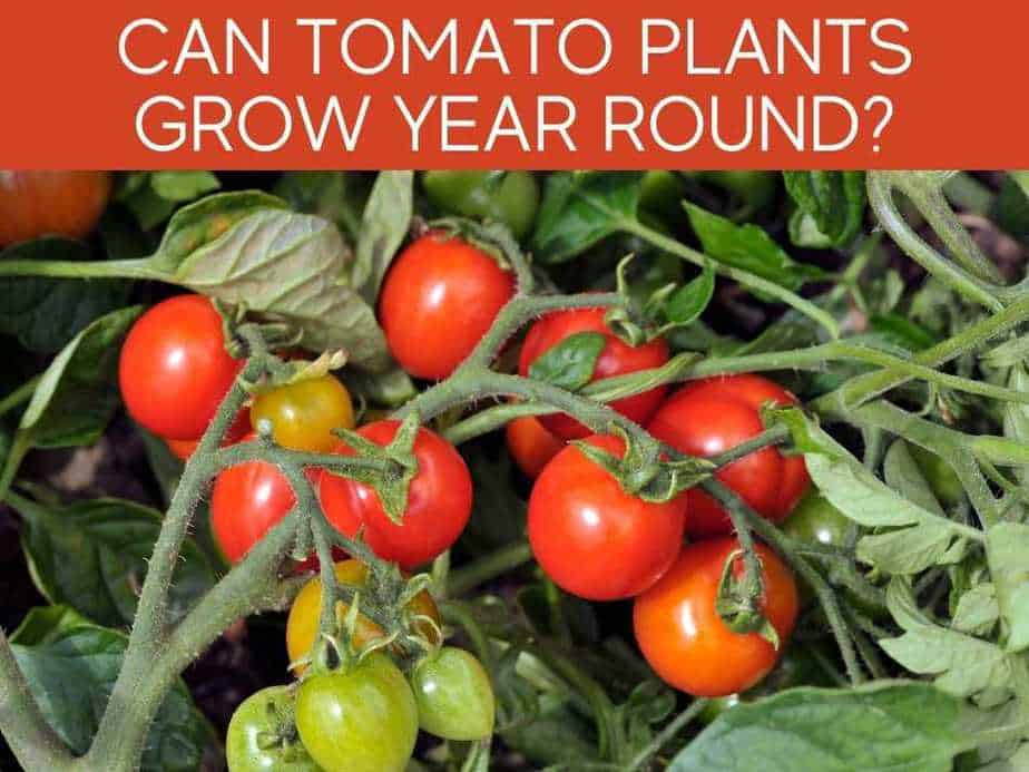 Can Tomato Plants Grow Year Round?