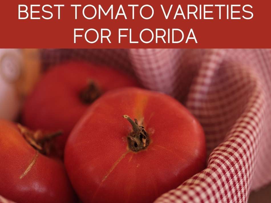 Best Tomato Varieties For Florida?