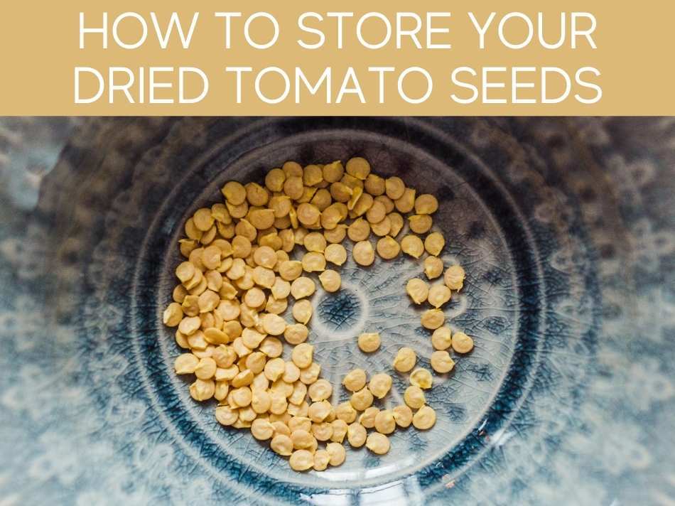 How To Store Your Dried Tomato Seeds