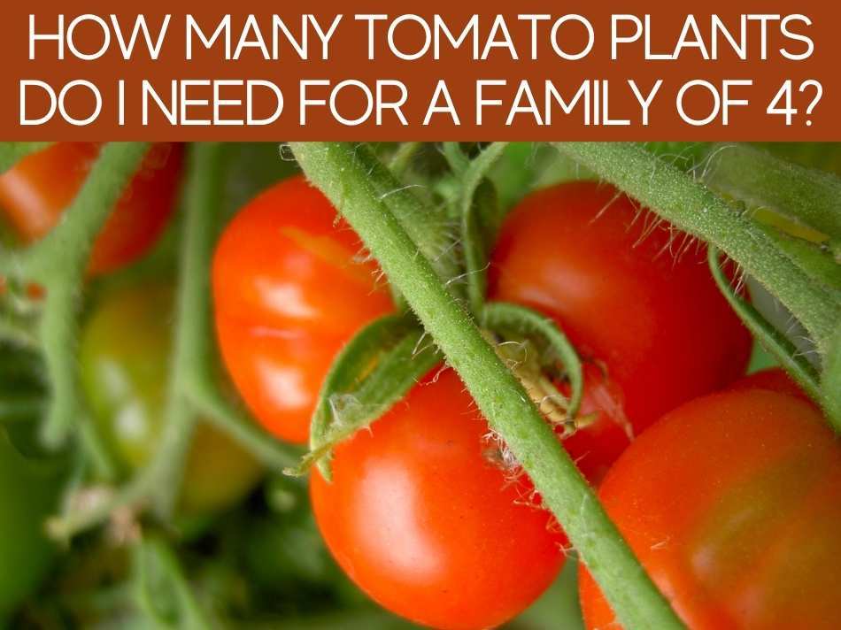 How Many Tomato Plants Do I Need For A Family Of 4?