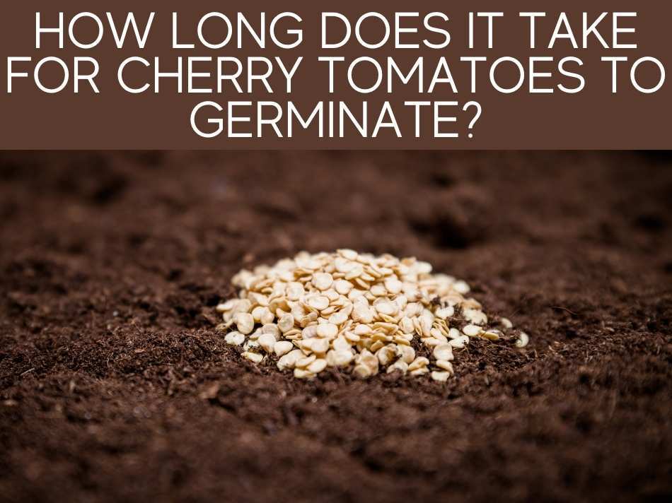 How Long Does It Take For Cherry Tomatoes To Germinate?