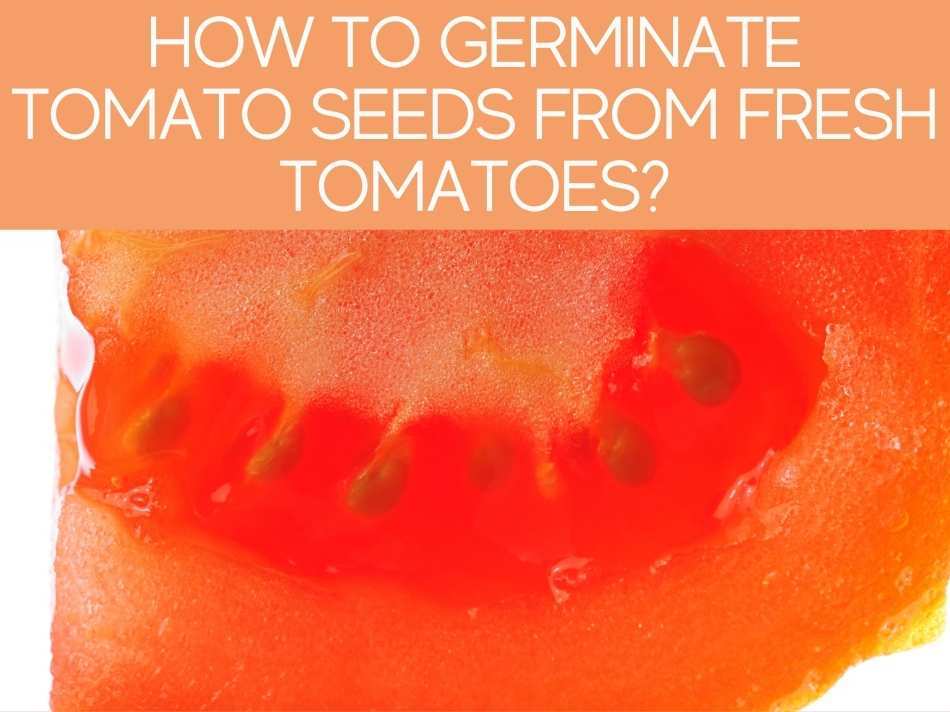 How To Germinate Tomato Seeds From Fresh Tomatoes?
