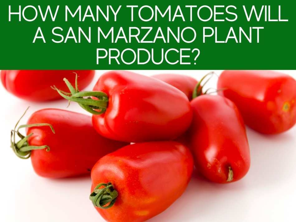 How Many Tomatoes Will A San Marzano Plant Produce?