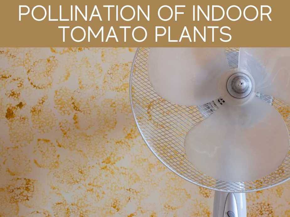 Pollination Of Indoor Tomato Plants
