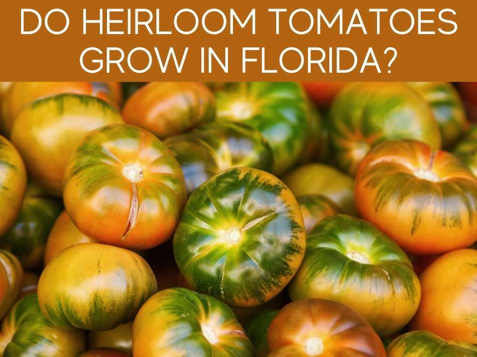 Do Heirloom Tomatoes Grow In Florida?