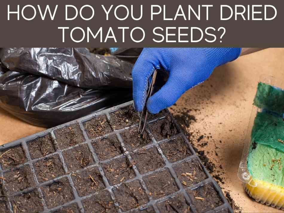 How Do You Plant Dried Tomato Seeds?