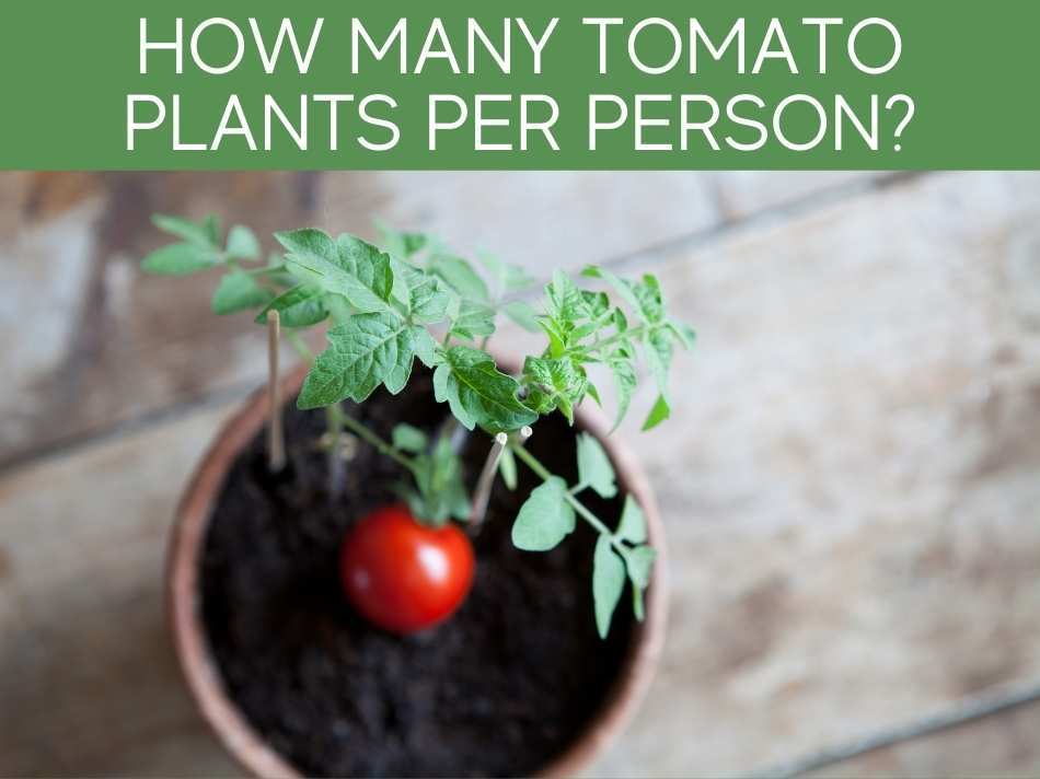 How Many Tomato Plants Per Person?