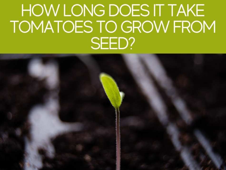 How Long Does It Take Tomatoes To Grow From Seed?