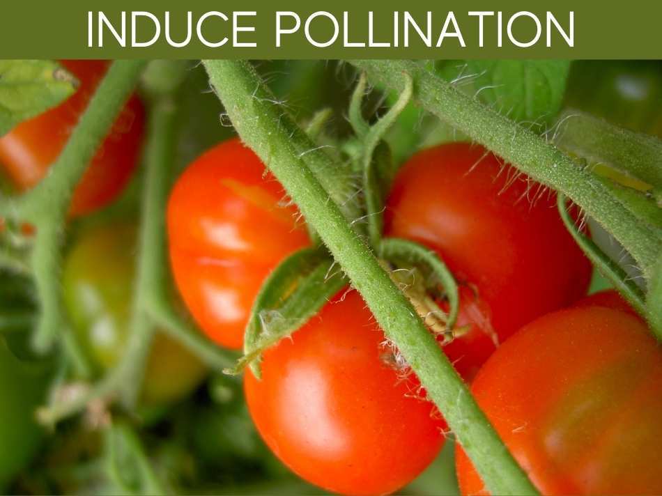 Induce Pollination