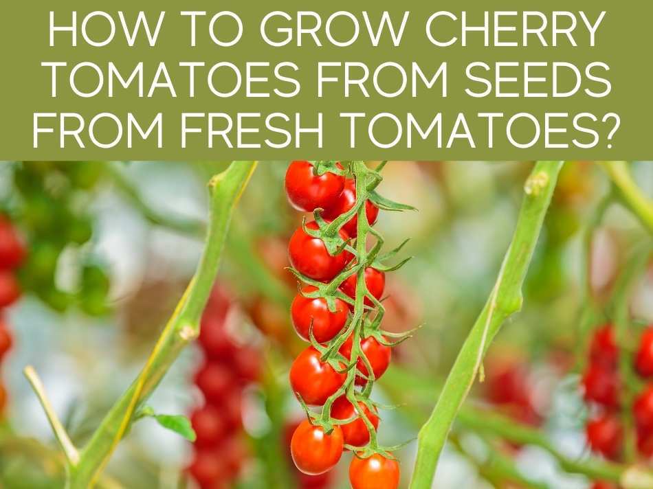 How To Grow Cherry Tomatoes From Seeds From Fresh Tomatoes?