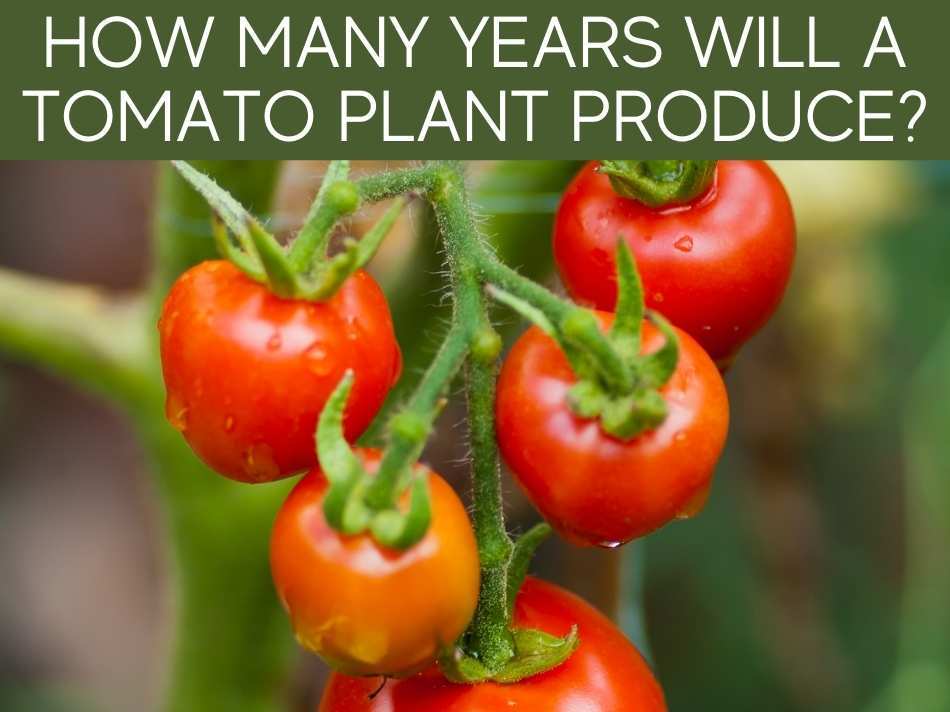 How Many Years Will A Tomato Plant Produce?