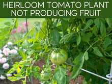 Heirloom Tomato Plant Not Producing Fruit Heirloom Tomato Plant Not Producing Fruit
