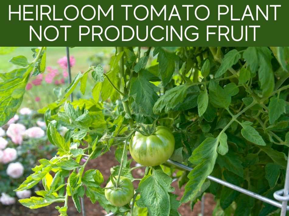 Heirloom Tomato Plant Not Producing Fruit