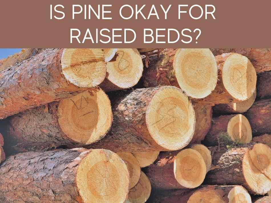 Is Pine Okay For Raised Beds?