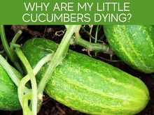 Why Are My Little Cucumbers Dying?
