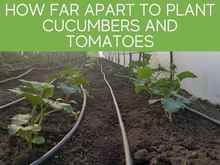 How Far Apart To Plant Cucumbers And Tomatoes How Far Apart To Plant Cucumbers And Tomatoes