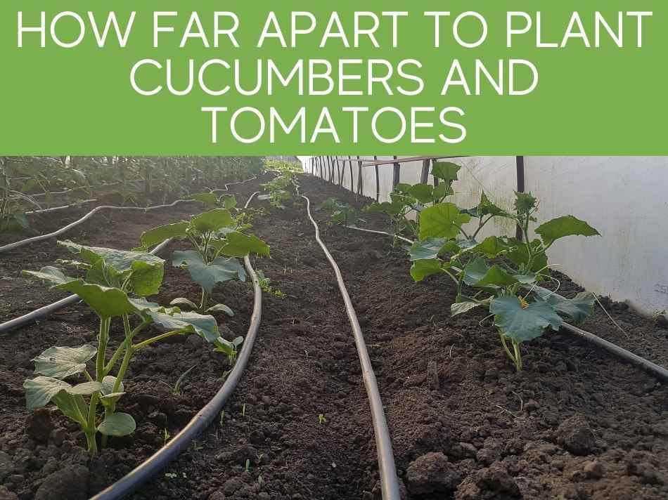 How Far Apart To Plant Cucumbers And Tomatoes