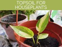 TopSpoil For Houseplants
