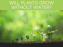 Will Plants Grow Without Water? Will Plants Grow Without Water?