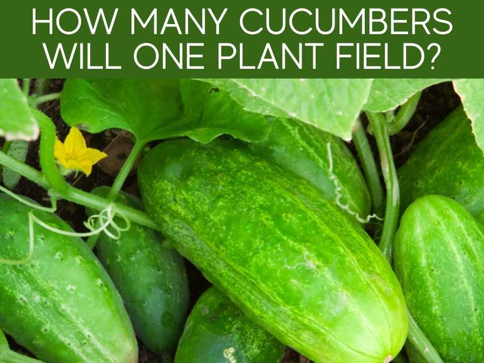 How Many Cucumbers Will One Plant Field?