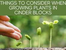 Thing To Consider When Growing Plants In Cinder Blocks