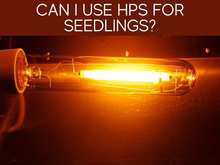 Can I Use HPS For Seedlings? Can I Use HPS For Seedlings?