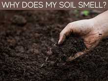 Why Does My Soil Smell?