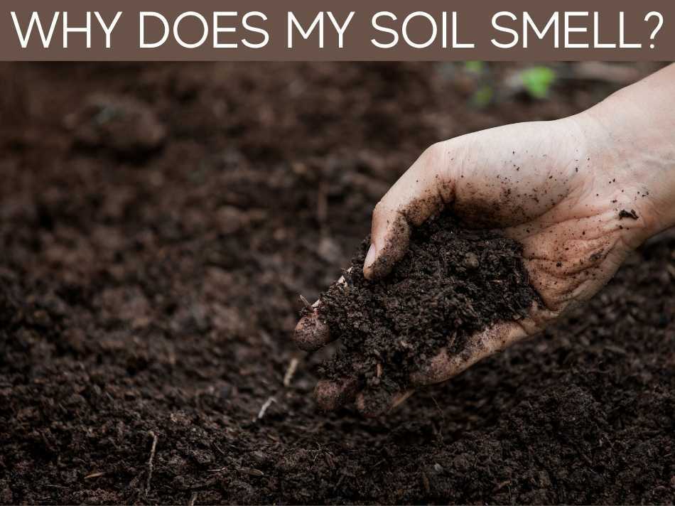 Why Does My Soil Smell? (plus 3 weird tricks to make soil smell better)