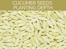 Cucumber Seeds Planting Depth Cucumber Seeds Planting Depth