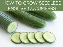 How To Grow Seedless English Cucumbers How To Grow Seedless English Cucumbers