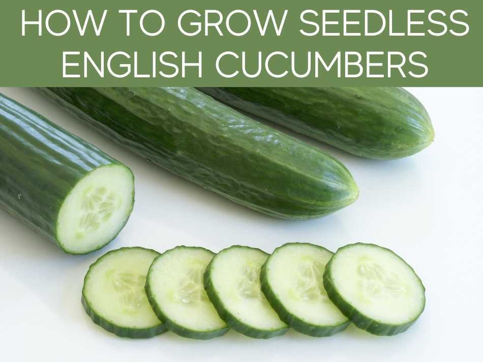 How to grow English cucumber from seed