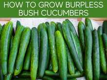 How To Grow Burpless Bush Cucumbers How To Grow Burpless Bush Cucumbers