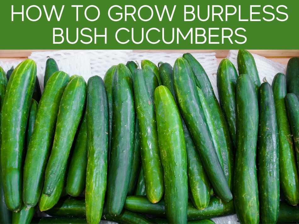 How To Grow Burpless Bush Cucumbers
