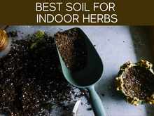 Best Soil For Indoor Herbs Best Soil For Indoor Herbs