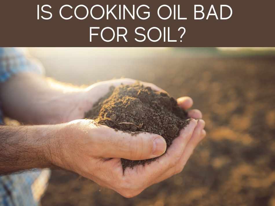 Is Cooking Oil Bad For Soil?