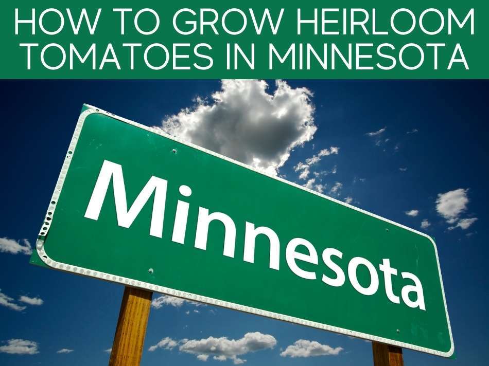 How To Grow Heirloom Tomatoes In Minnesota