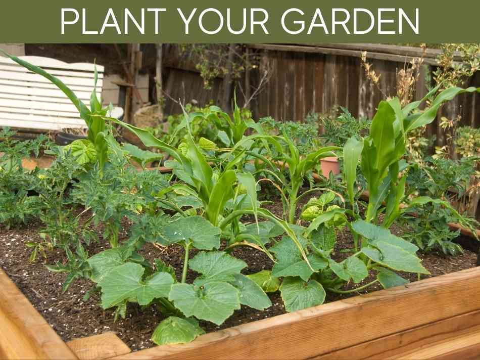 Plant Your Garden