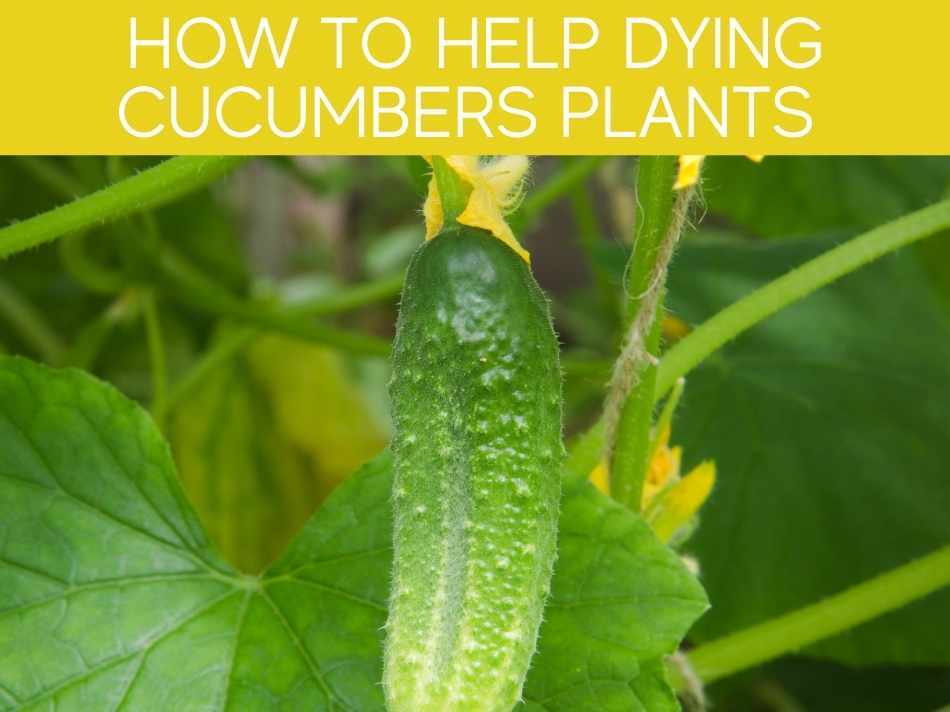 How To Help Dying Cucumber Plants