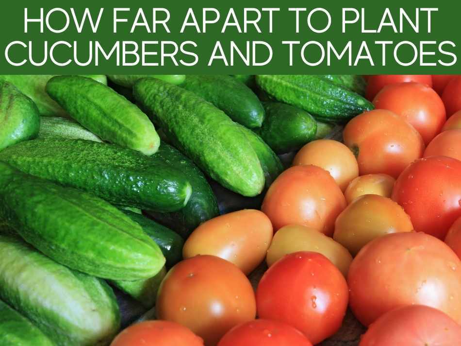 How Far Apart To Plant Cucumbers And Tomatoes