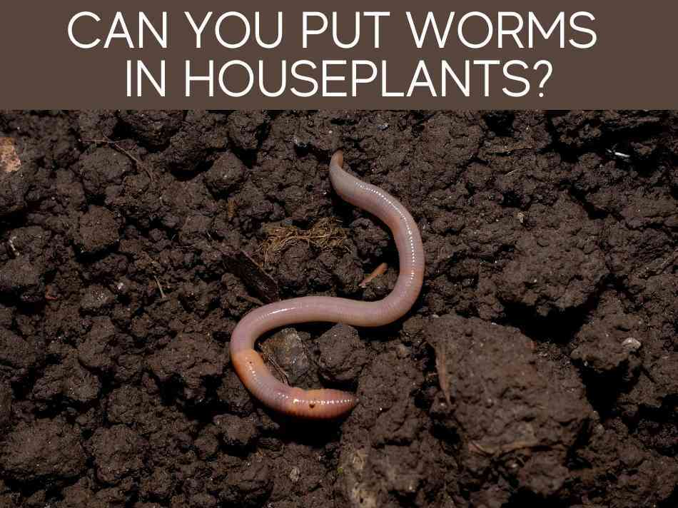 Can You Put Worms In Houseplants?