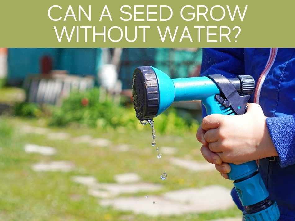 Can A Seed Grow Without Water?