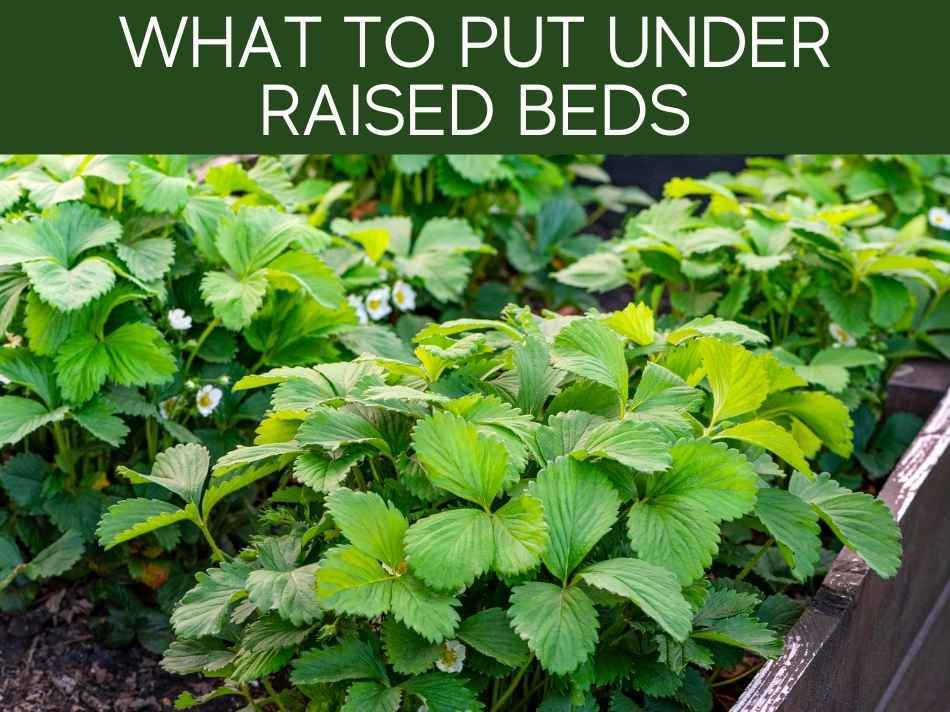 What To Put Under Raised Beds