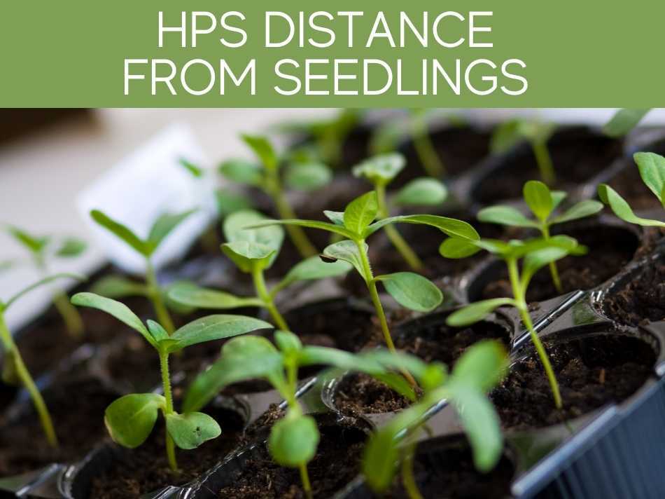 HPS Distance From Seedlings